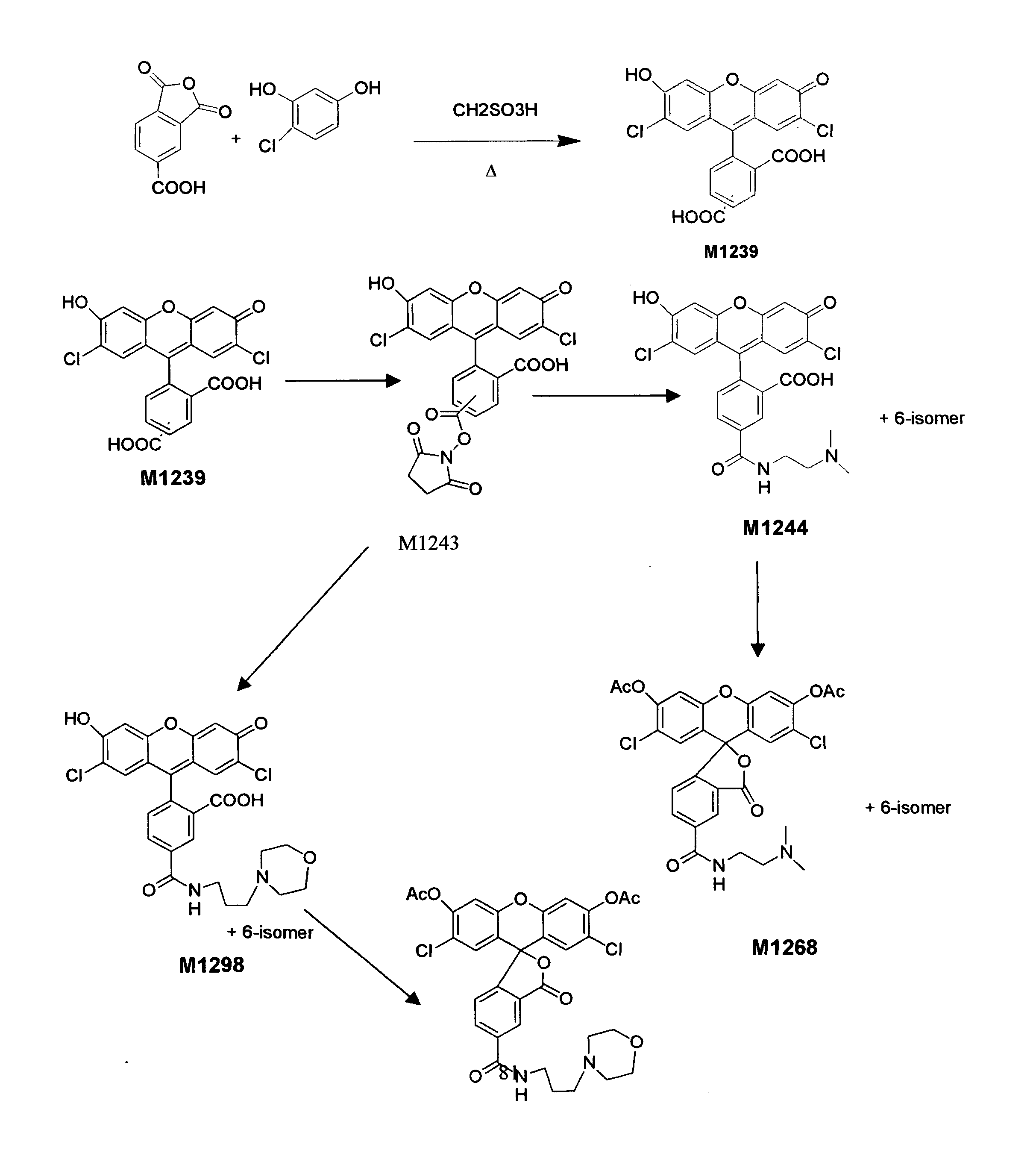 Enzyme substrates for visualizing acidic organelles