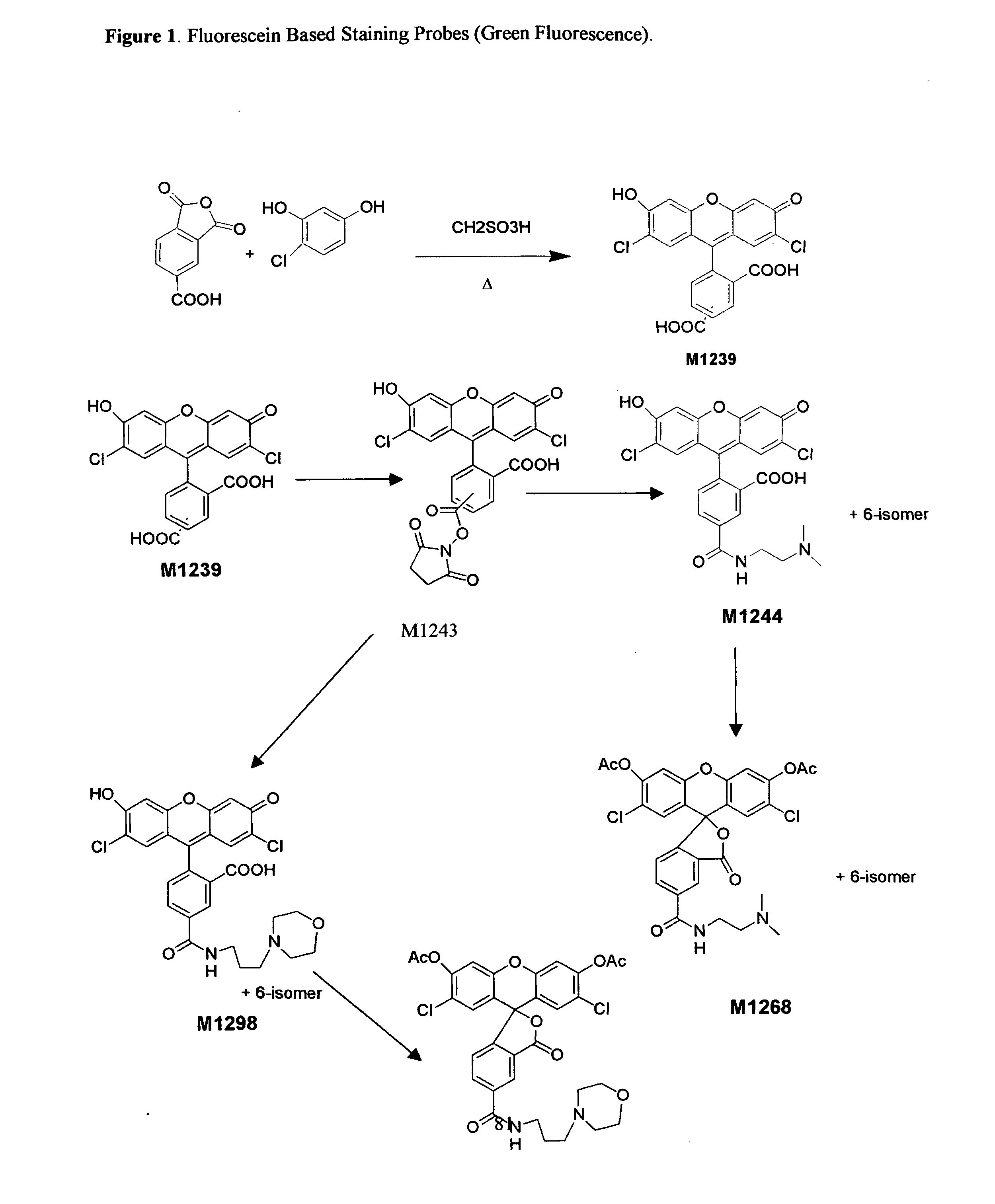 Enzyme substrates for visualizing acidic organelles