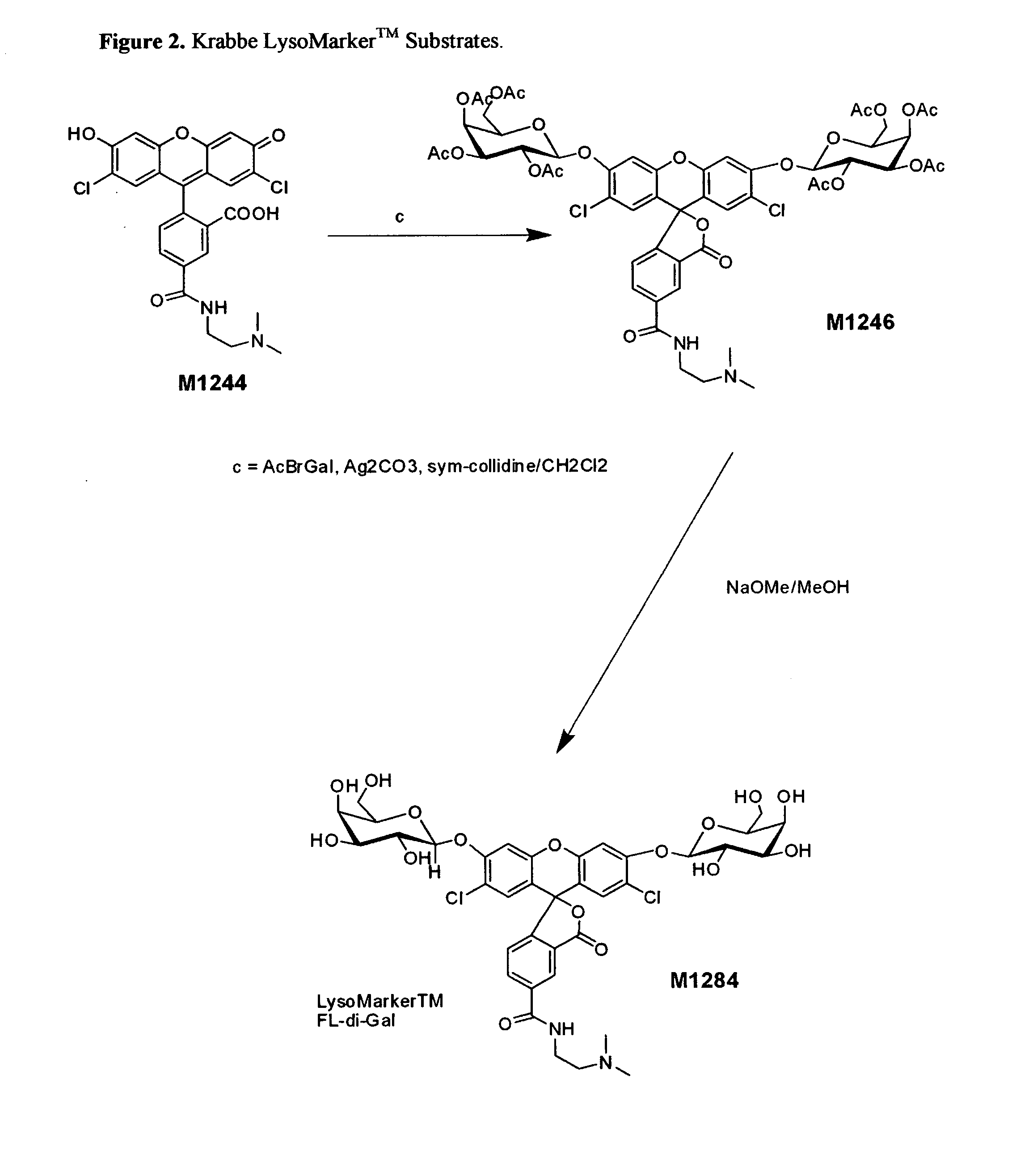 Enzyme substrates for visualizing acidic organelles