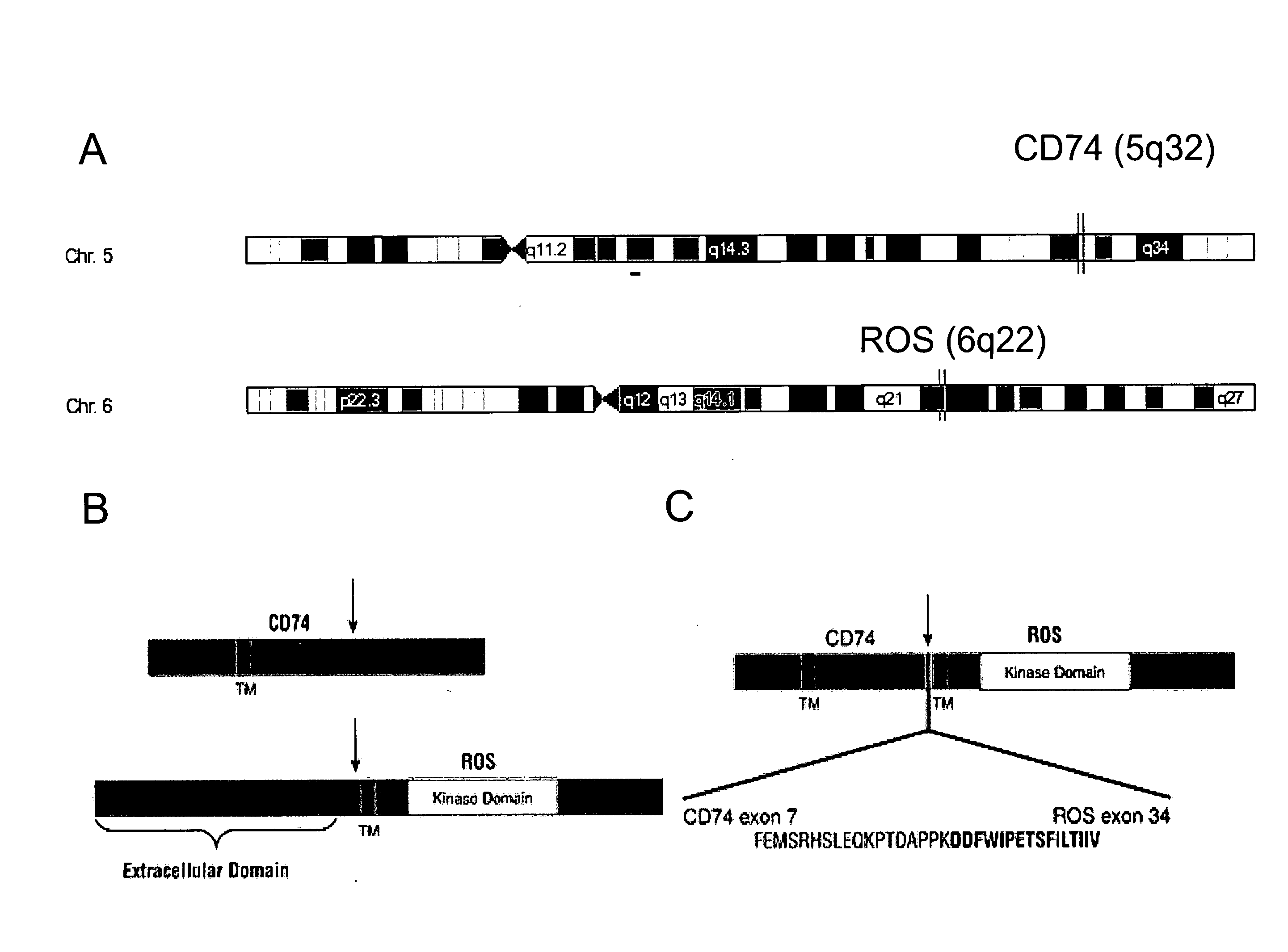 Translocation and Mutant ROS Kinase in Human Non-Small Cell Lung Carcinoma