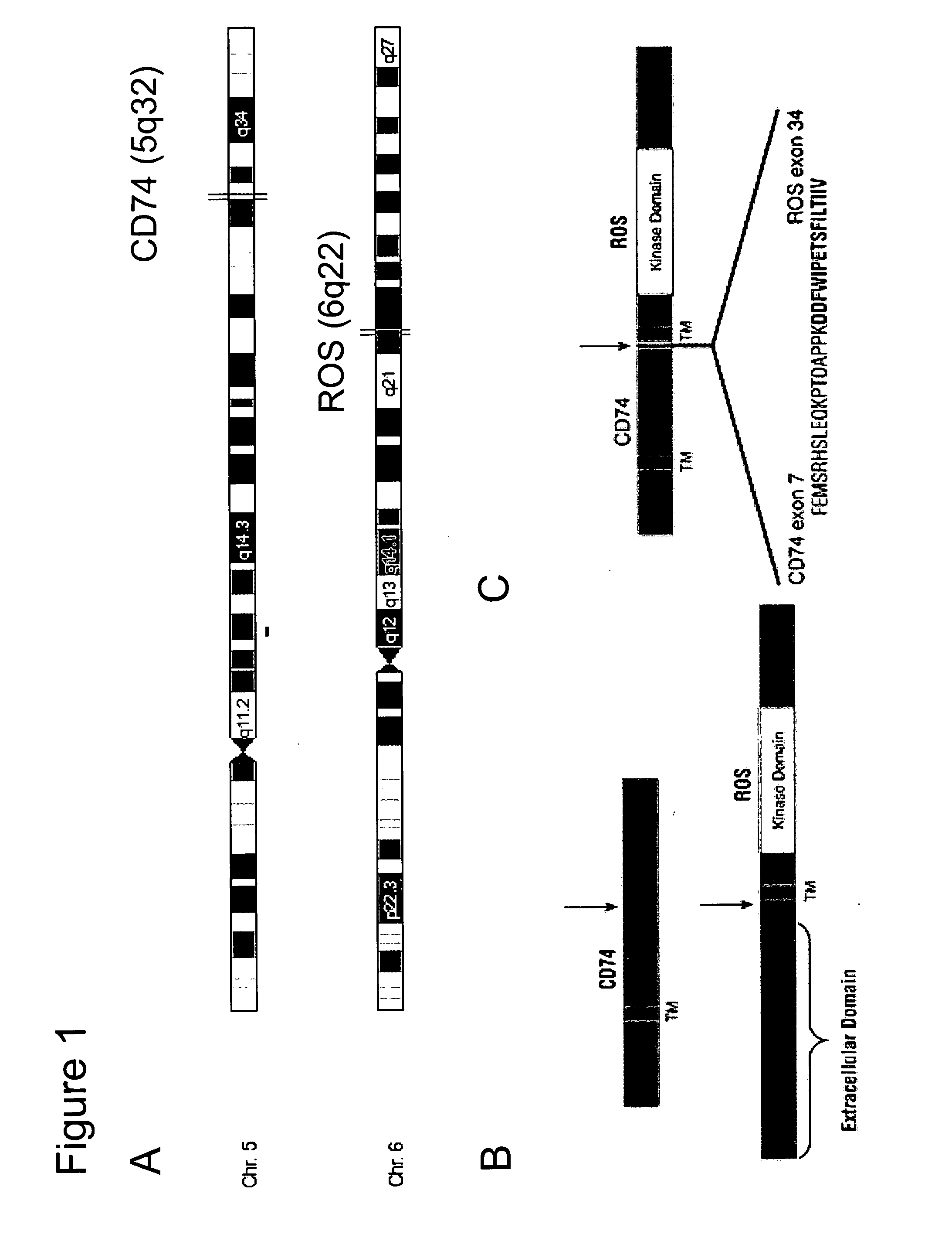 Translocation and Mutant ROS Kinase in Human Non-Small Cell Lung Carcinoma