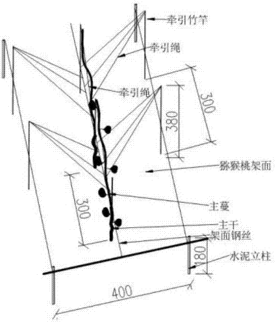 Fast cultivation method for Kiwi berry fruiting mother branch