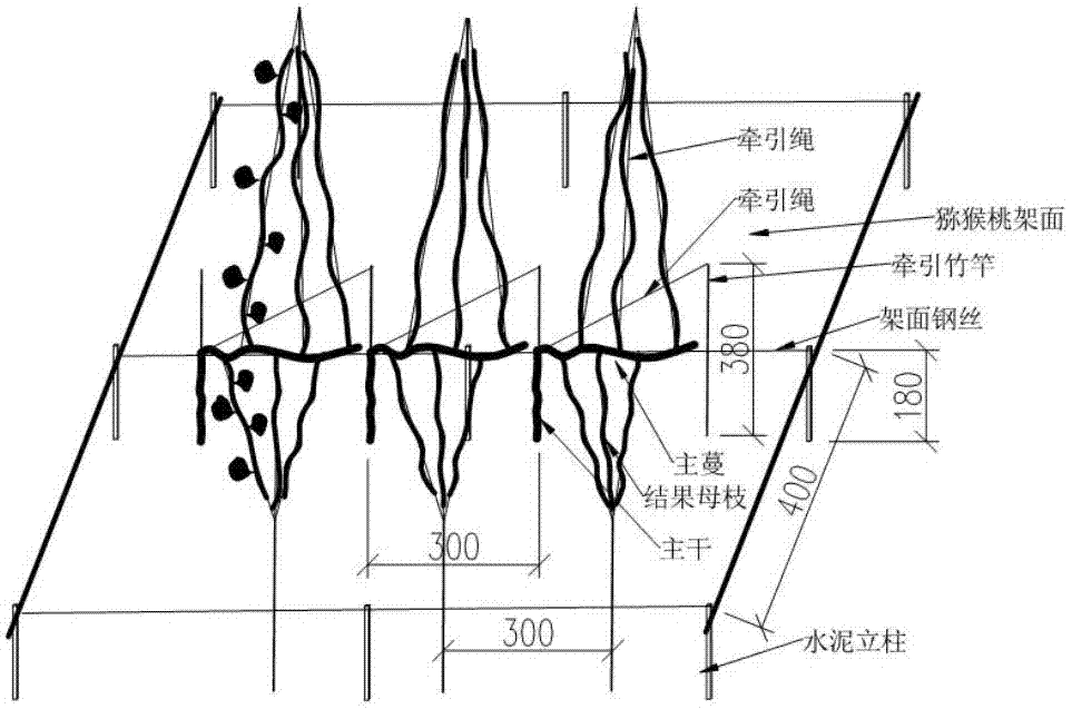 Fast cultivation method for Kiwi berry fruiting mother branch