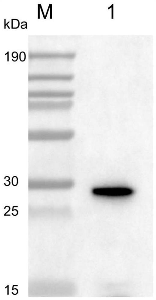 African swine fever virus p54 protein epitope peptide and application thereof