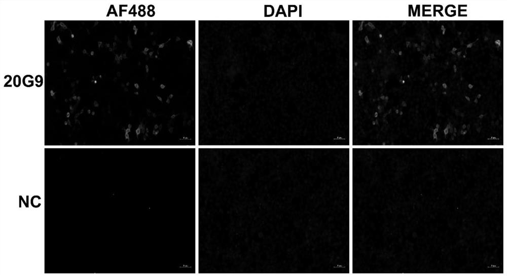 African swine fever virus p54 protein epitope peptide and application thereof