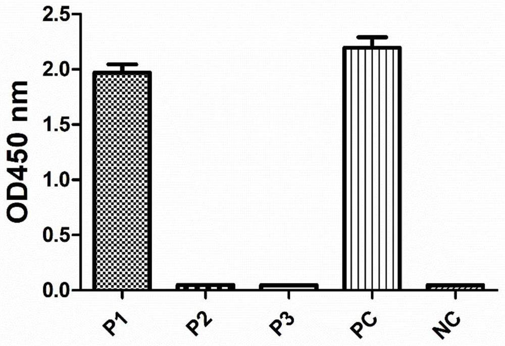 African swine fever virus p54 protein epitope peptide and application thereof