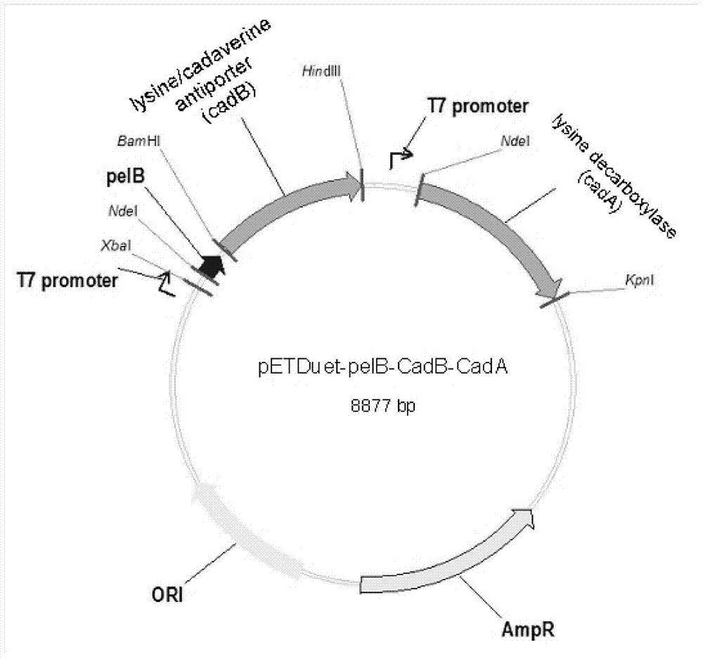 Recombinant expression vector and application thereof