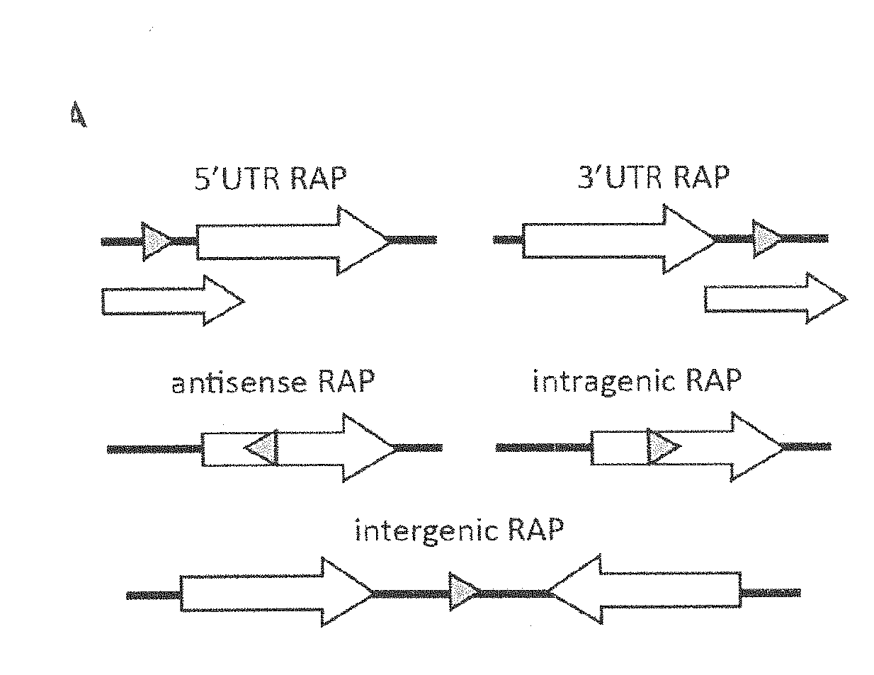 Novel expression regulating rna-molecules and uses thereof