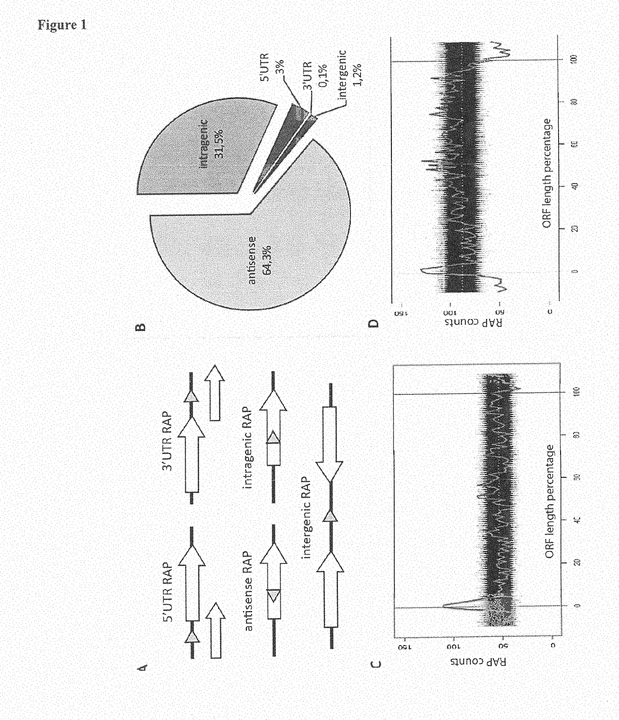 Novel expression regulating rna-molecules and uses thereof