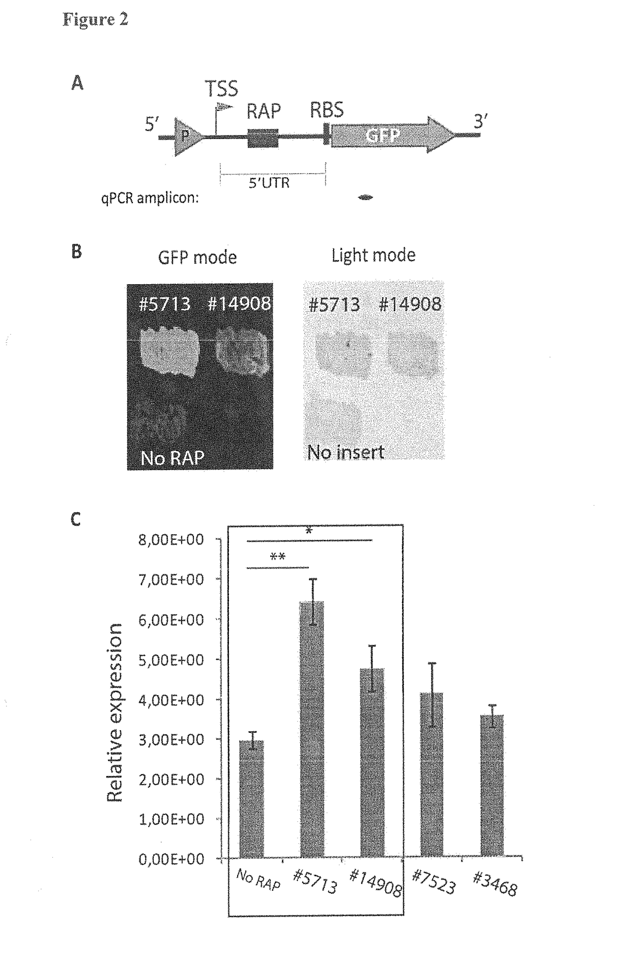 Novel expression regulating rna-molecules and uses thereof