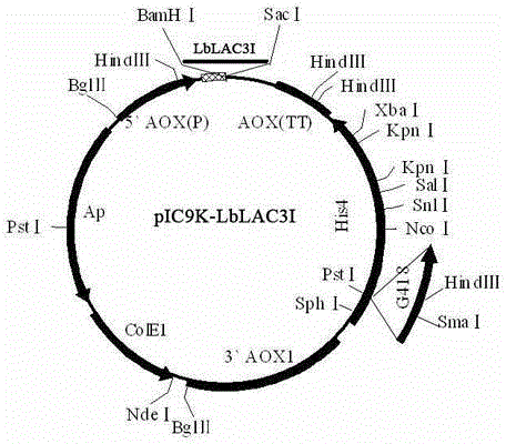 Laccase gene derived from laccaria bicolor, and applications thereof