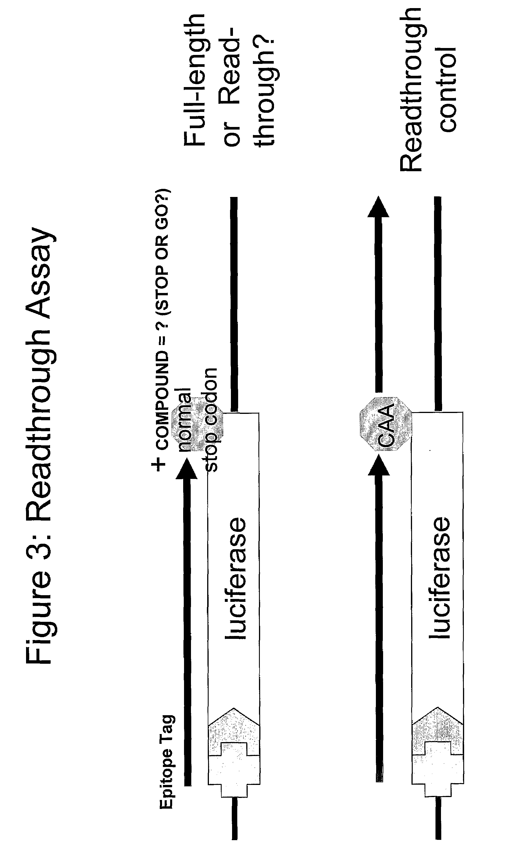 Compounds for Nonsense Suppression, and Methods for Their Use