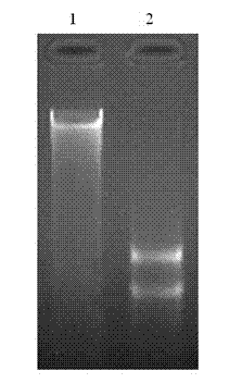 Method for simultaneously extracting DNA (deoxyribonucleic acid) and RNA (ribonucleic acid) from lily tissue