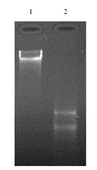 Method for simultaneously extracting DNA (deoxyribonucleic acid) and RNA (ribonucleic acid) from lily tissue