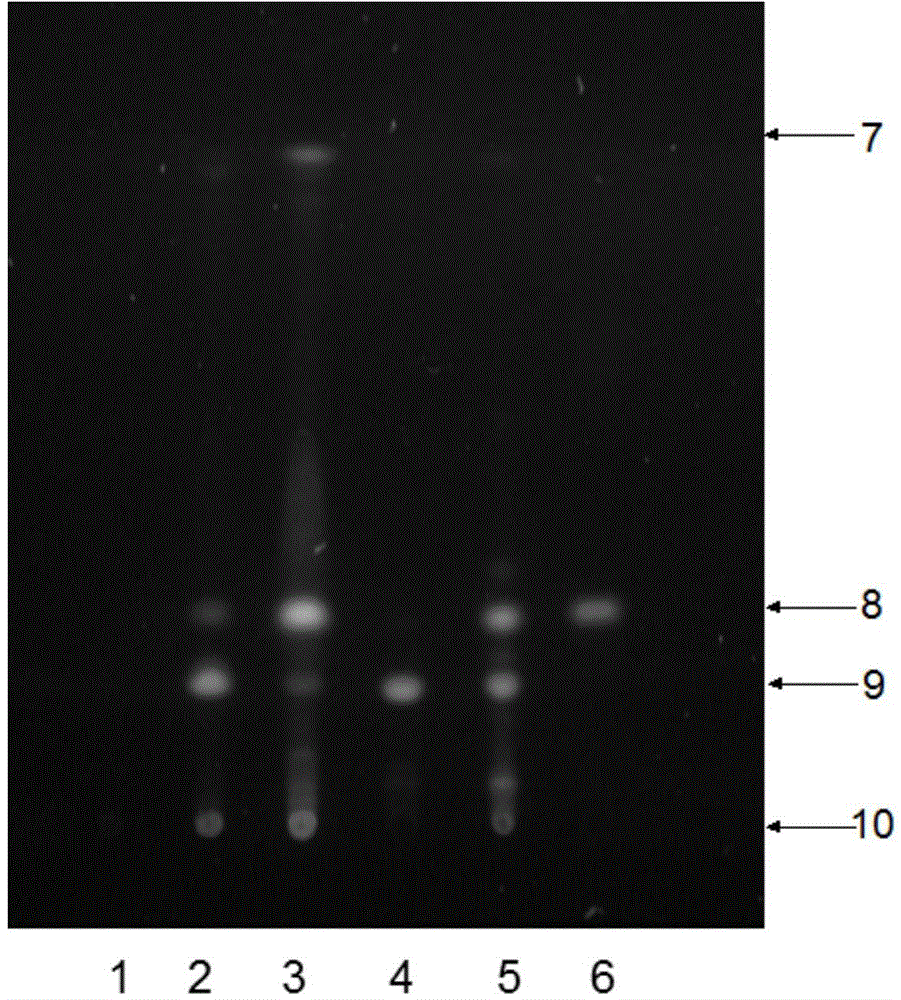 Method for discriminating cordyceps sinensis storage time