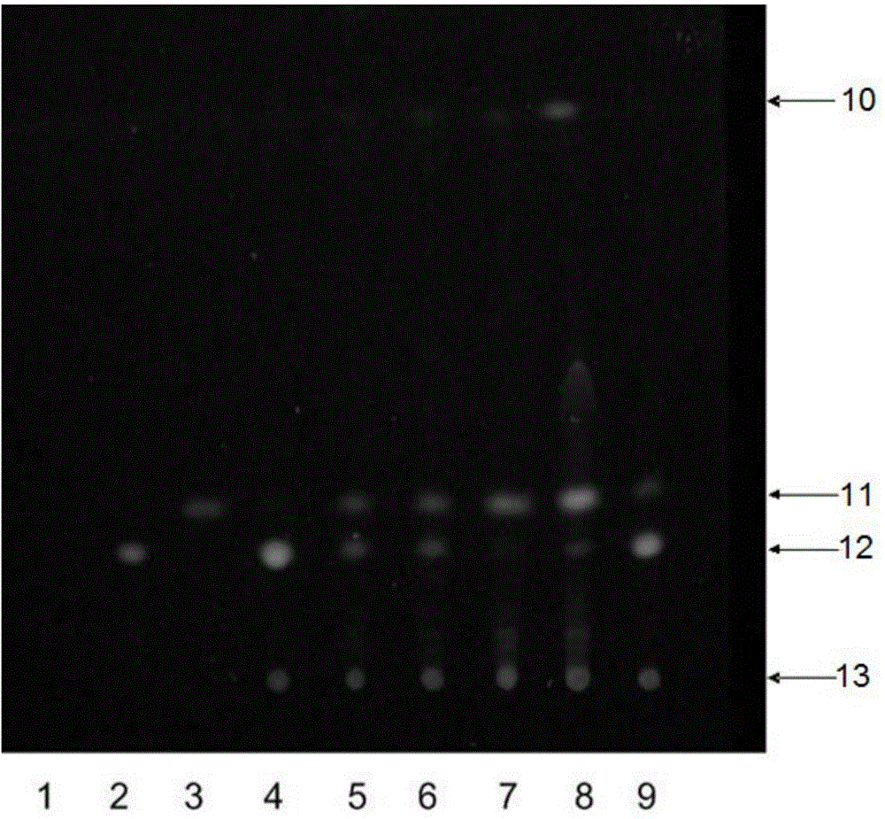 Method for discriminating cordyceps sinensis storage time