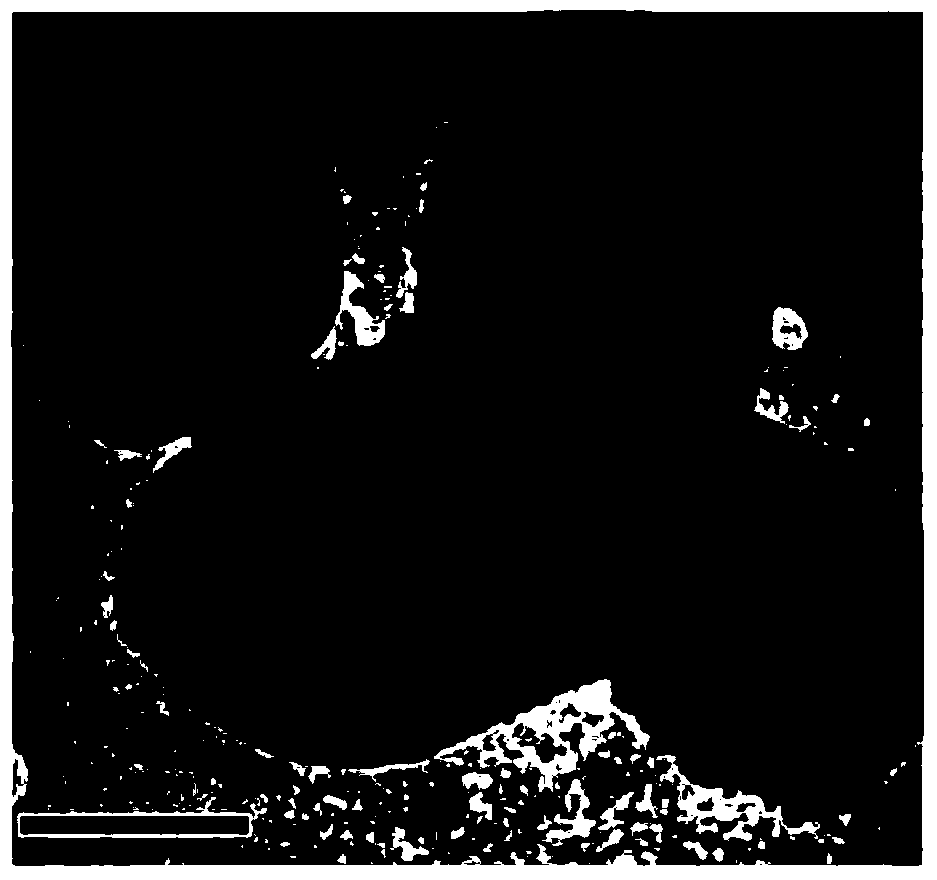 Silver-loaded silver bromate visible-light-induced photocatalyst and preparation method thereof