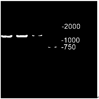 A kind of recombinant river crab esflol protein with binding activity to chh and its application