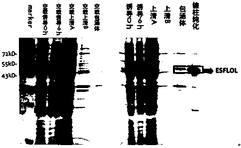 A kind of recombinant river crab esflol protein with binding activity to chh and its application