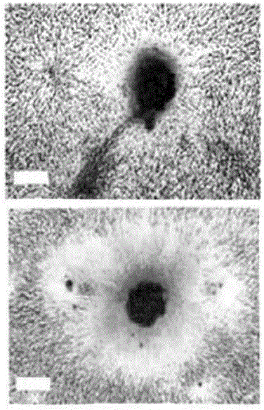 Method for cryopreserving mesenchymal stem cells with low cryo-damage