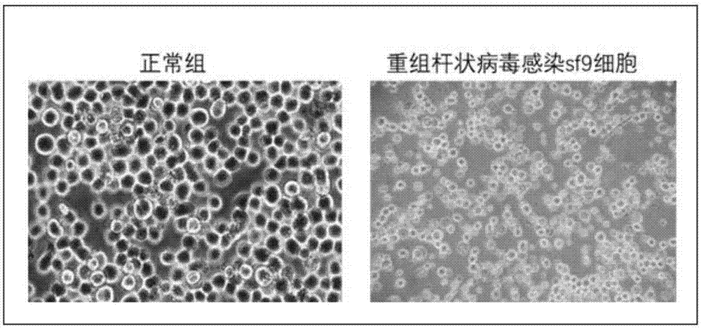 Recombinant baculoviruses which express grass carp reovirus spike protein VP56 and application