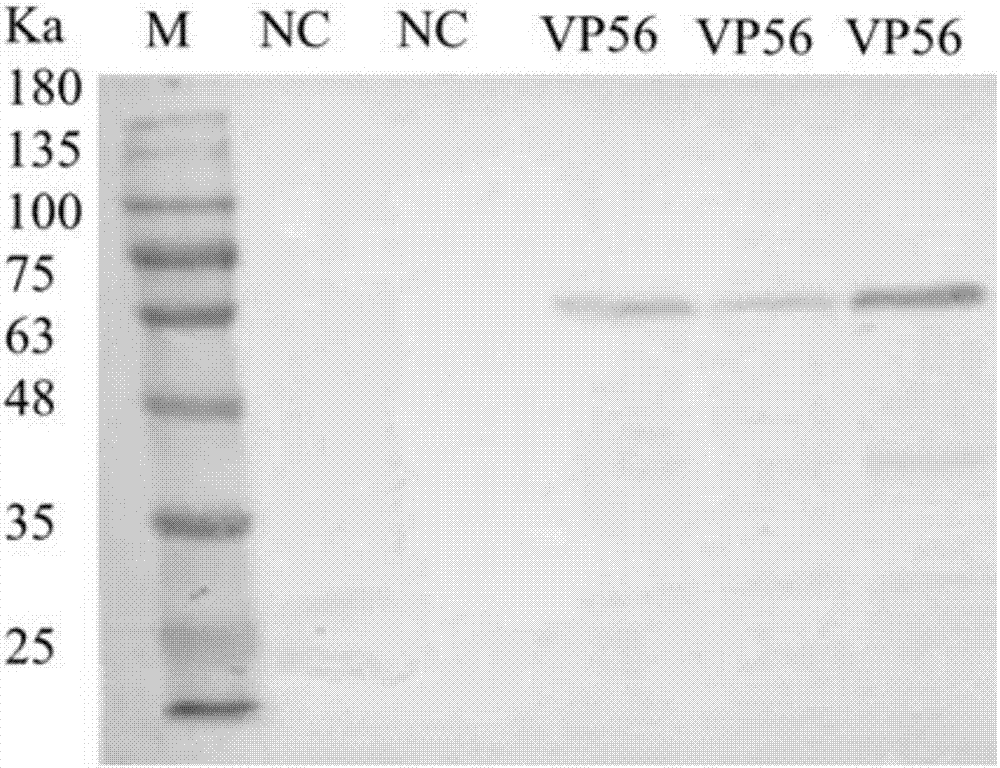 Recombinant baculoviruses which express grass carp reovirus spike protein VP56 and application