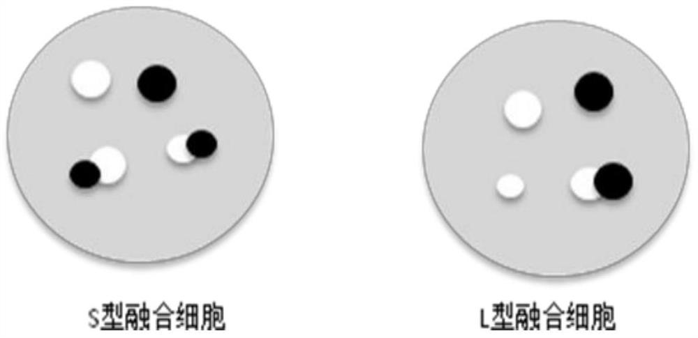 pml/rarα Fusion Gene Detection Kit