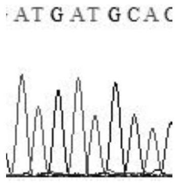 Molecular marker for resistance of Panonychus citri (McGregor) to pyridaben as well as application and detection method of molecular marker