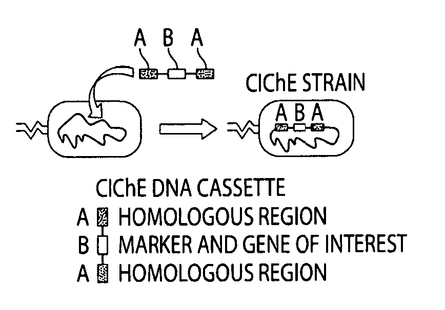 Genetically stabilized tandem gene duplication