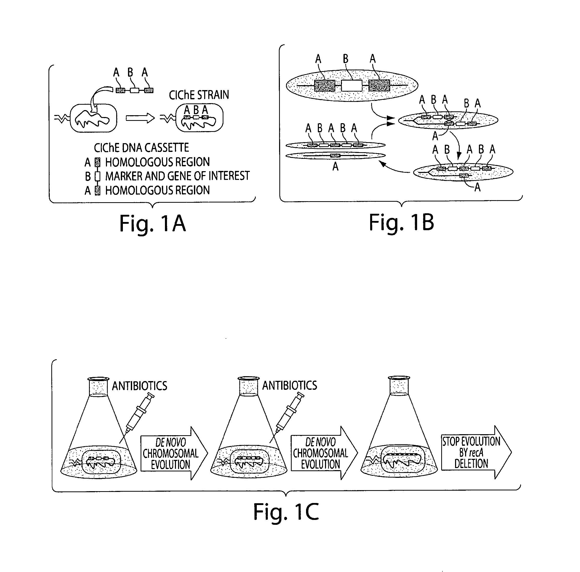 Genetically stabilized tandem gene duplication