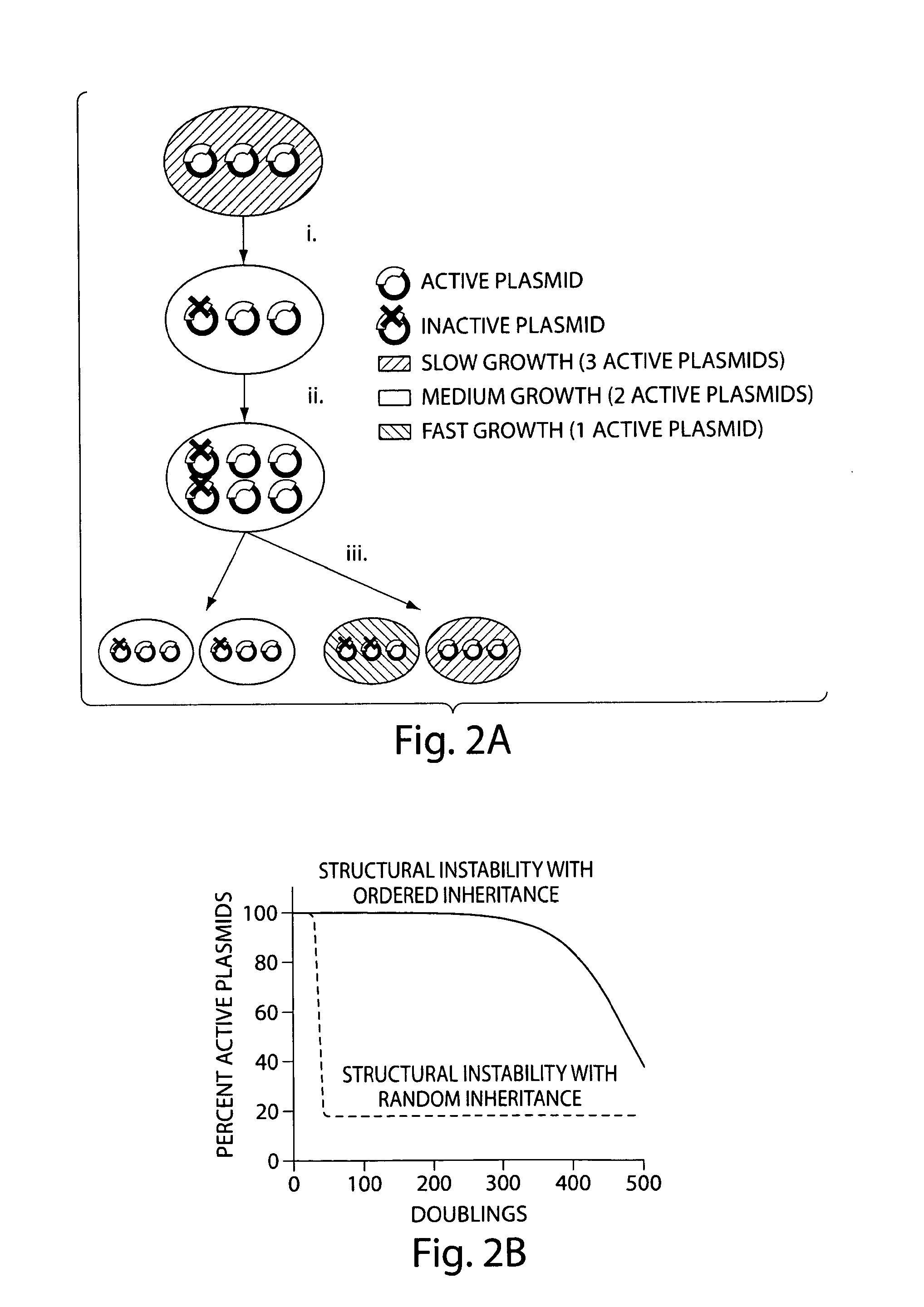 Genetically stabilized tandem gene duplication