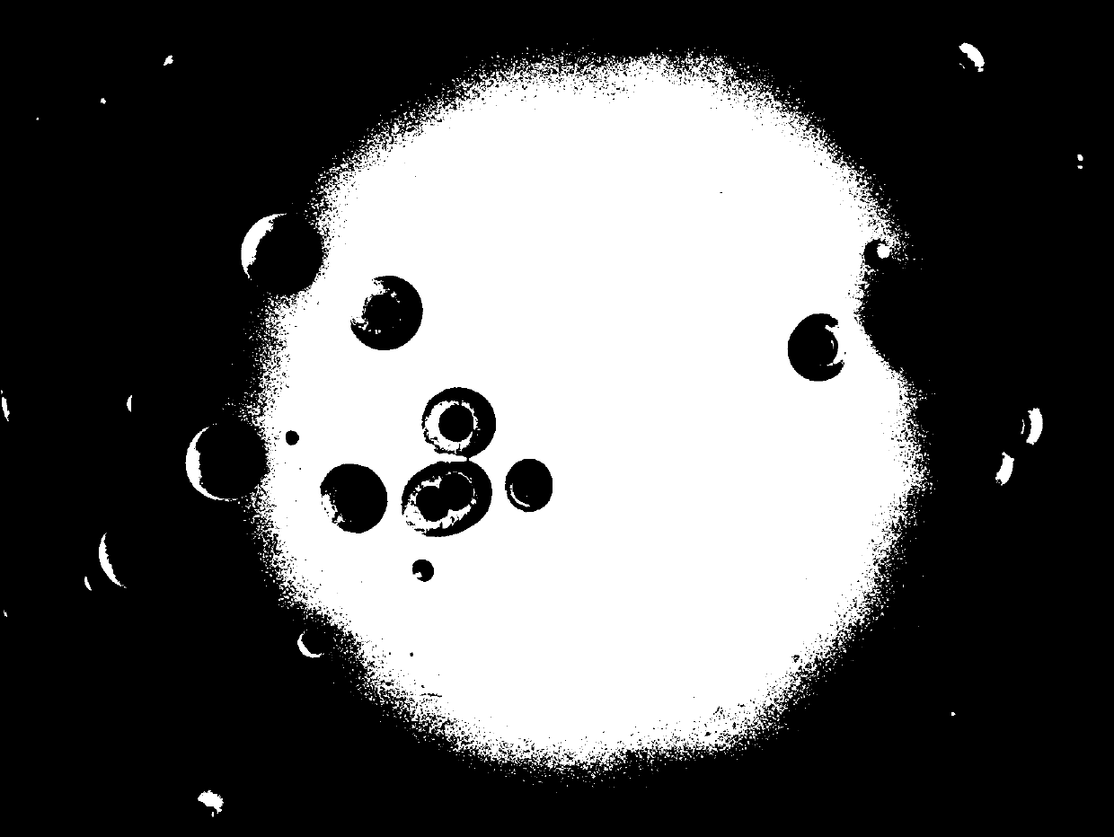 Mycoplasma hyopneumoniae and haemophilus parasuis combined inactivated vaccine and application thereof