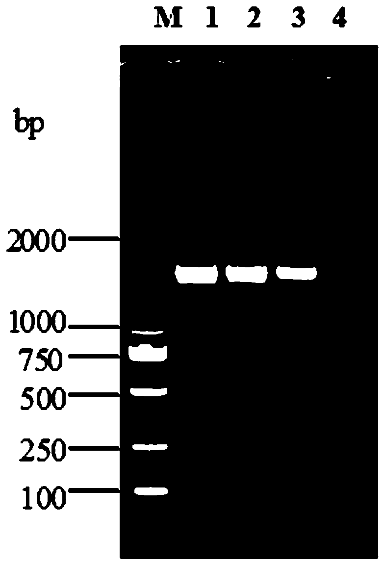 Mycoplasma hyopneumoniae and haemophilus parasuis combined inactivated vaccine and application thereof