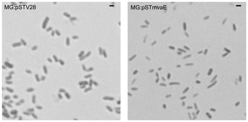 Difunctional thiolase gene MvaE, expression vector, recombinant strain and application thereof