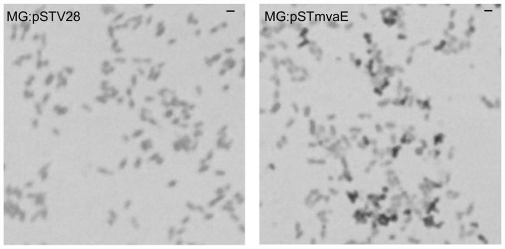 Difunctional thiolase gene MvaE, expression vector, recombinant strain and application thereof