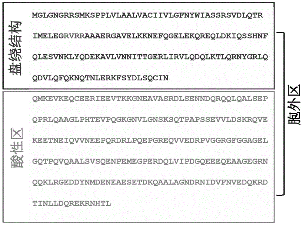 Ultra-sensitive superparamagnetic nano immunization microsphere and GP73 antigen detection method