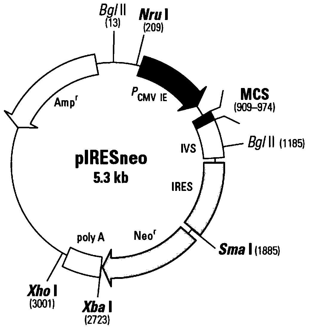 A bicistronic expression vector suitable for hek293 cells and its preparation method, expression system, and application