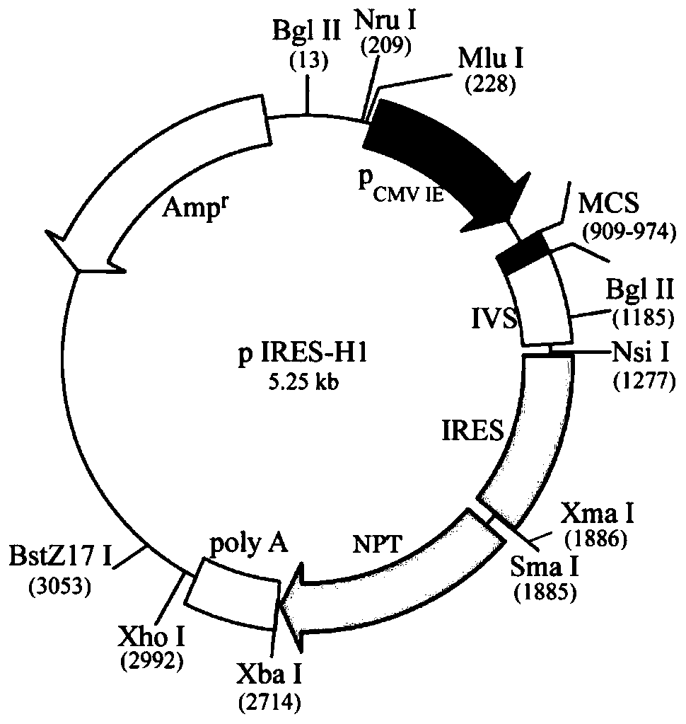 A bicistronic expression vector suitable for hek293 cells and its preparation method, expression system, and application