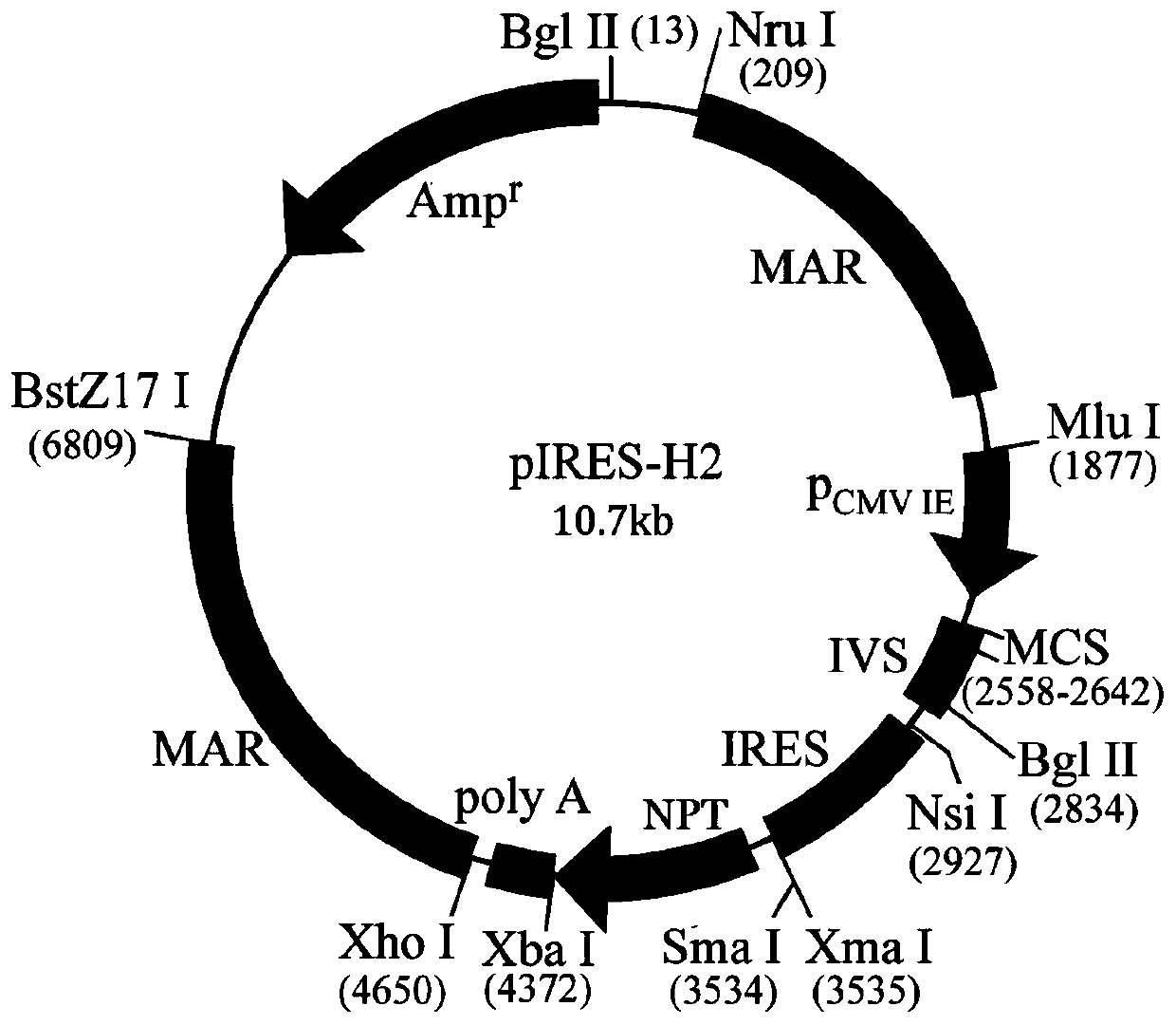 A bicistronic expression vector suitable for hek293 cells and its preparation method, expression system, and application