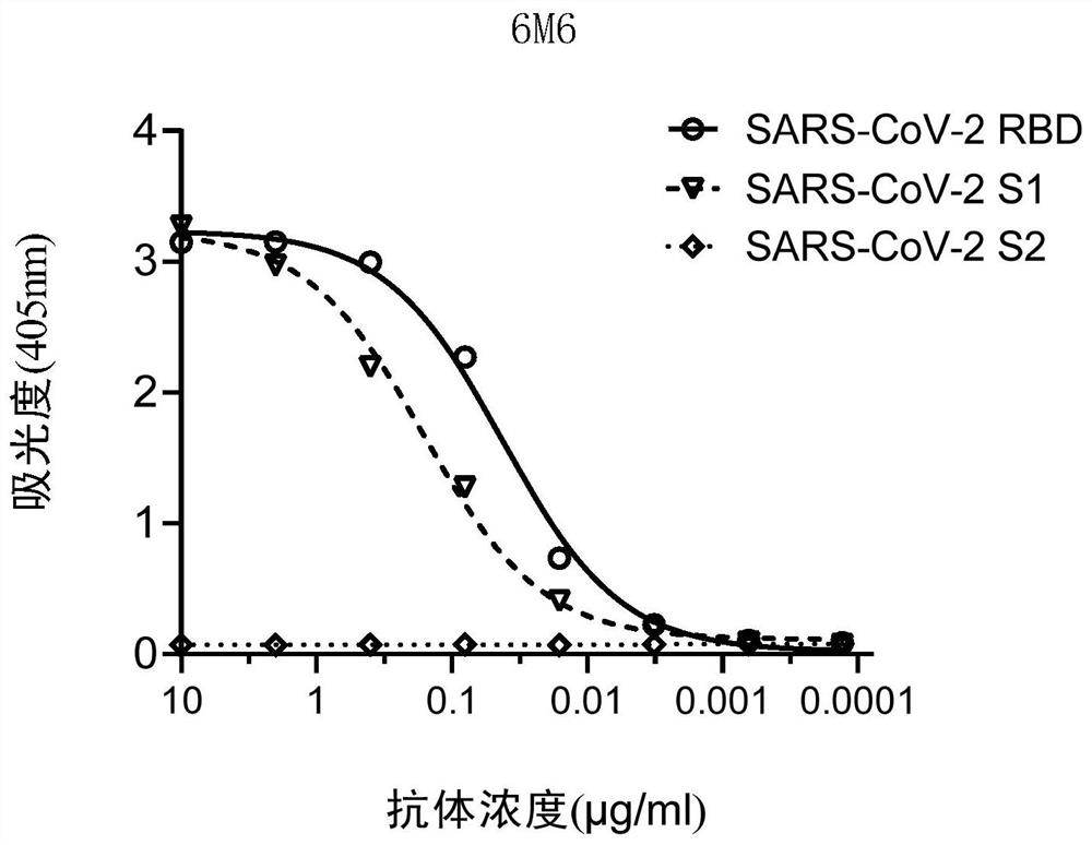 Neutralizing antibody of coronavirus or antigen-binding fragment thereof