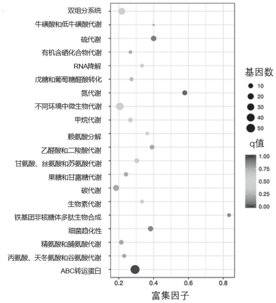 Protein for regulating pressure stress resistance of cronobacter sakazakii, and coding gene and application thereof