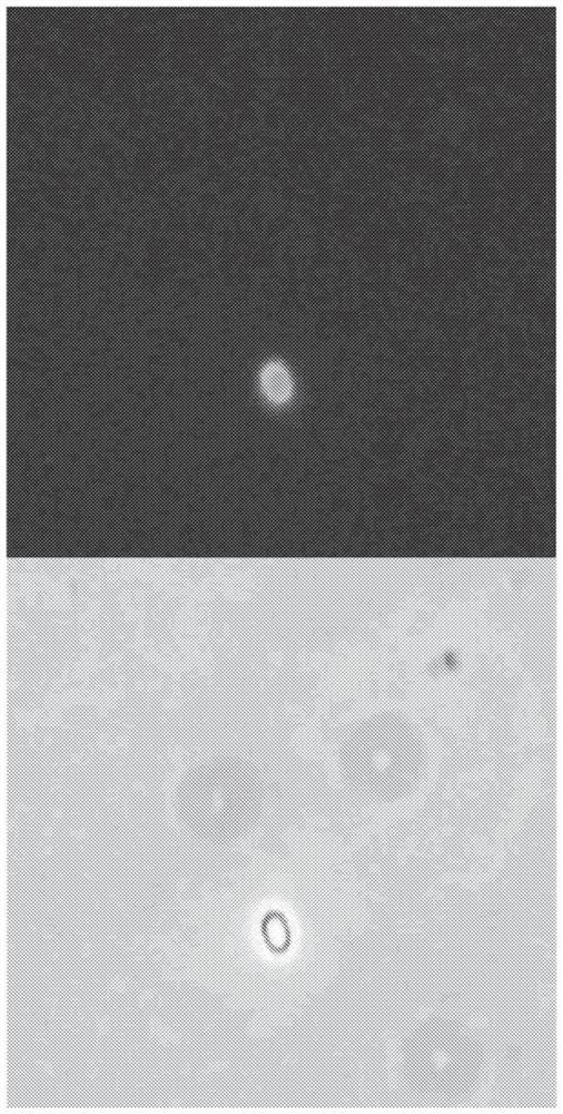 Targeting sequence for paenibacillus-based endospore display platform