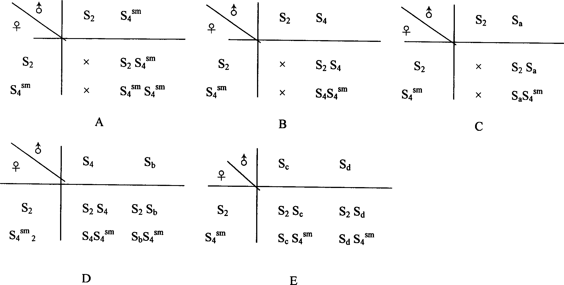 Method for breeding new breed of pear of self-pollination and bear fruit