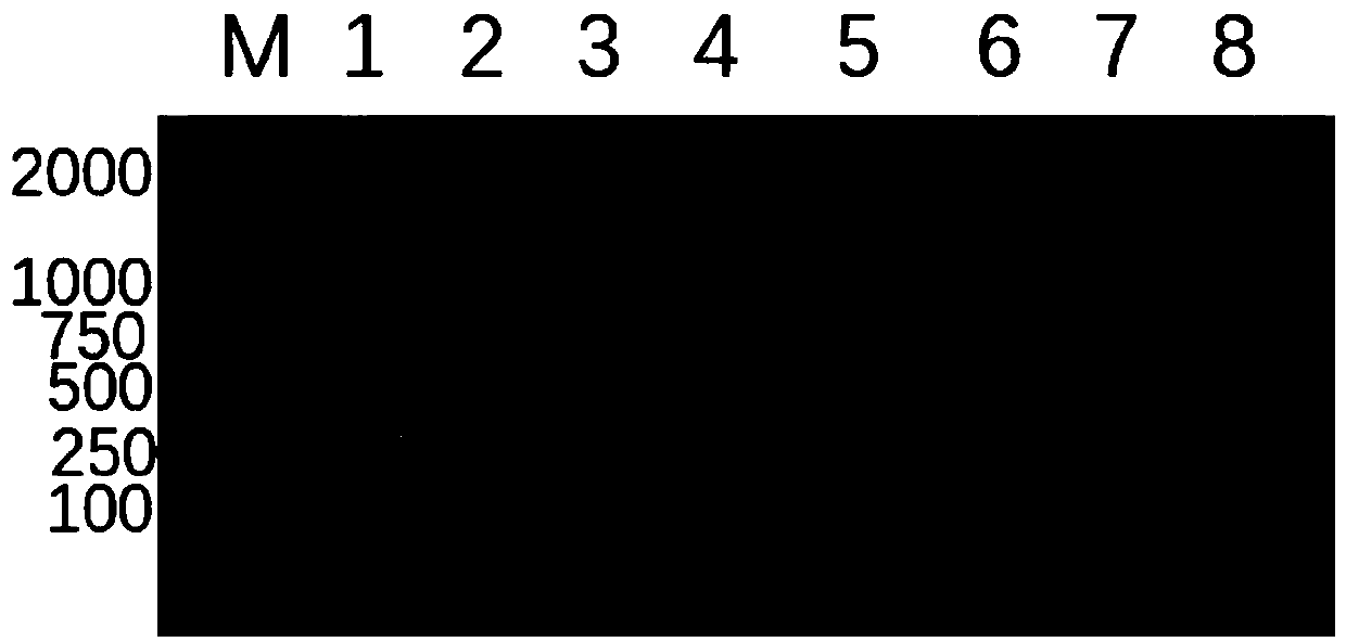 Universal type porcine deltacoronavirus nested RT-PCR detection method