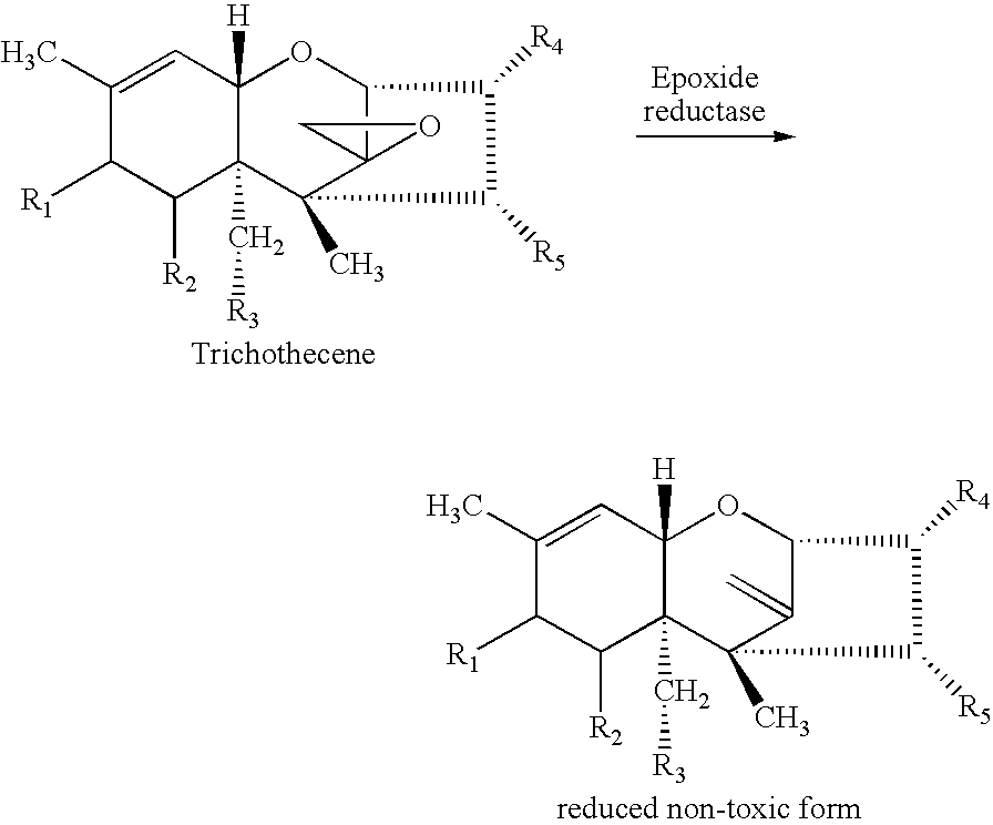 Strain of Eubacterium that detoxyfies trichothenes