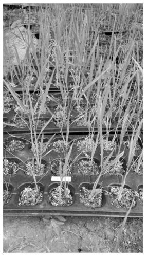 A method for preparing machine-transplanted rice seedling-raising substrate by using fermented rice straw as raw material