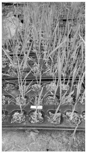 A method for preparing machine-transplanted rice seedling-raising substrate by using fermented rice straw as raw material