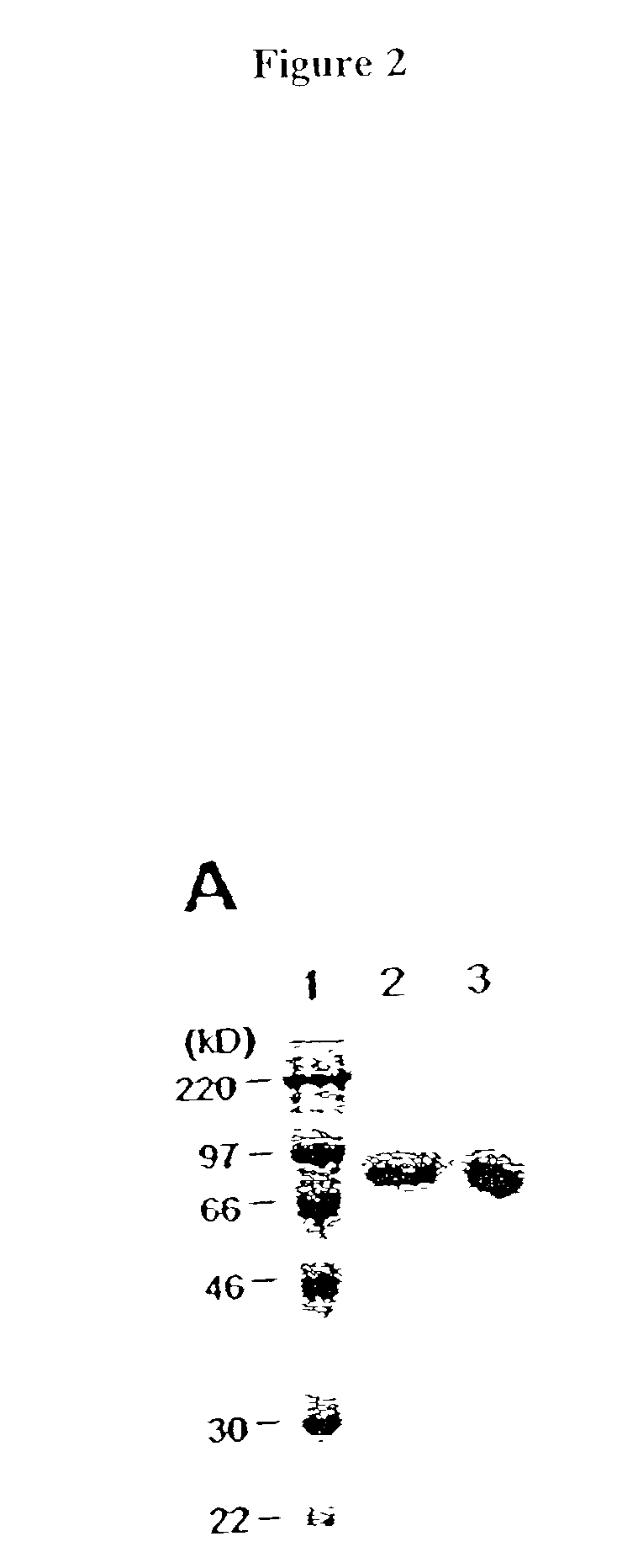 Auto-stimulating cells and methods for making and using the same