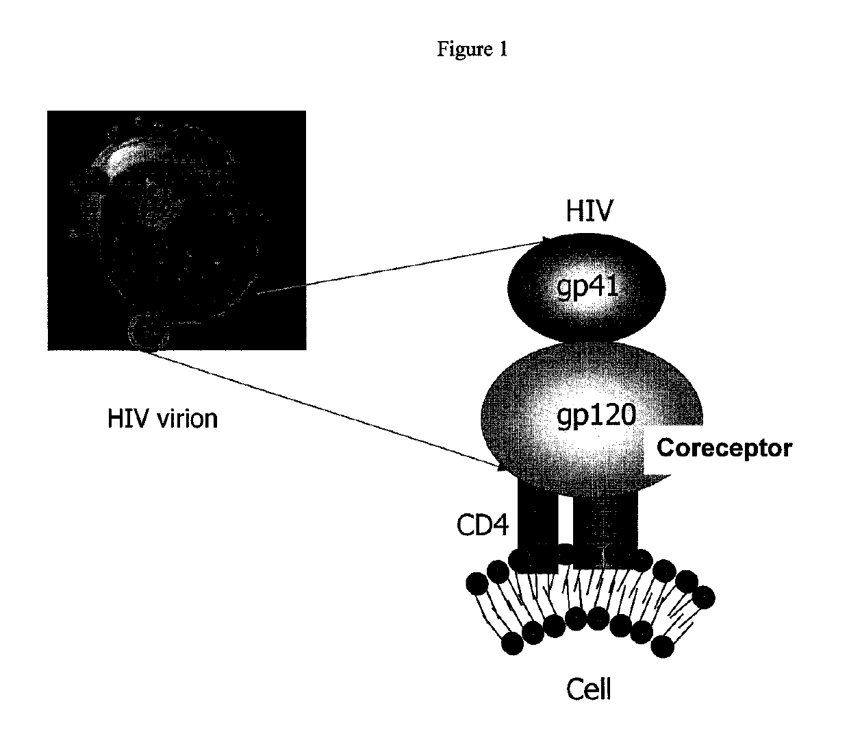 Anti-HIV domain antibodies and method of making and using same