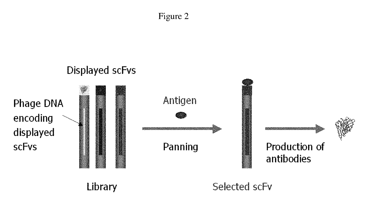 Anti-HIV domain antibodies and method of making and using same